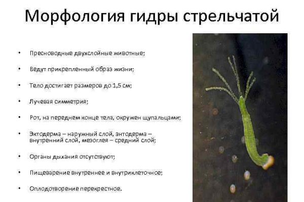 Кракен онион тор