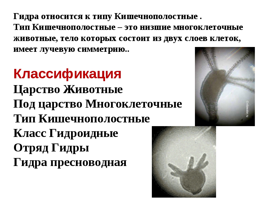 Как зайти на кракен с компа